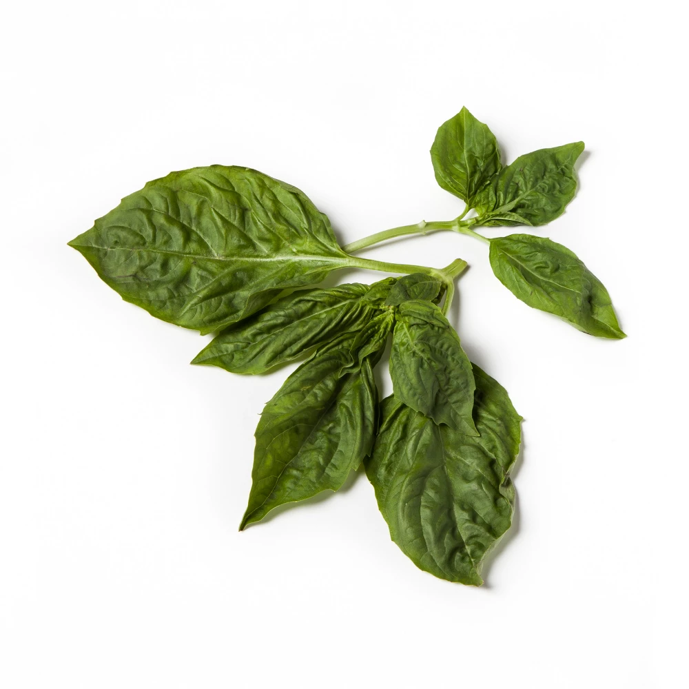 GOODNESS GARDEN BASIL ORGANIC 0.75oz